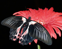 Papilio rumanzovia - незабываемый подарок на день рождения.